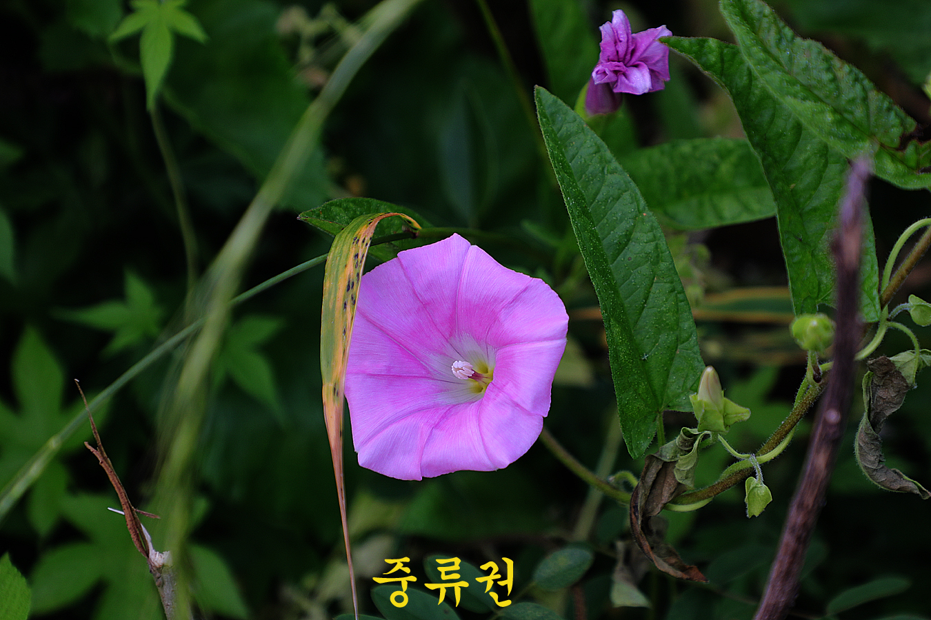 a6dd16a7c2565cdef0a1bd307ebe8b2c_1717917002_79.jpg