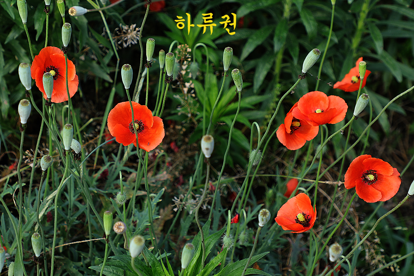 a6dd16a7c2565cdef0a1bd307ebe8b2c_1717917019_616.jpg